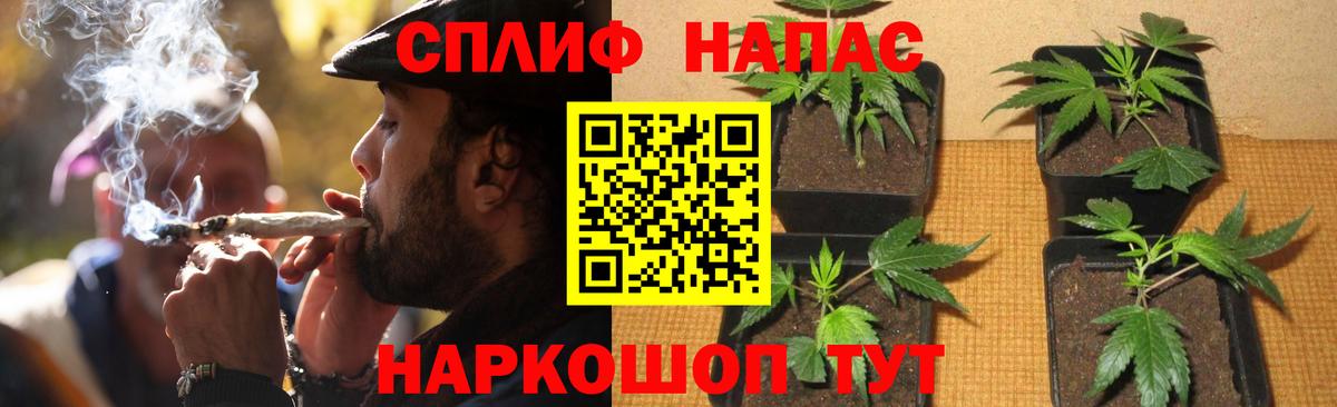 Канабис сатива Печора